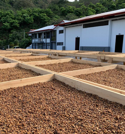 kostarykańska kawa specialty świeżo palona